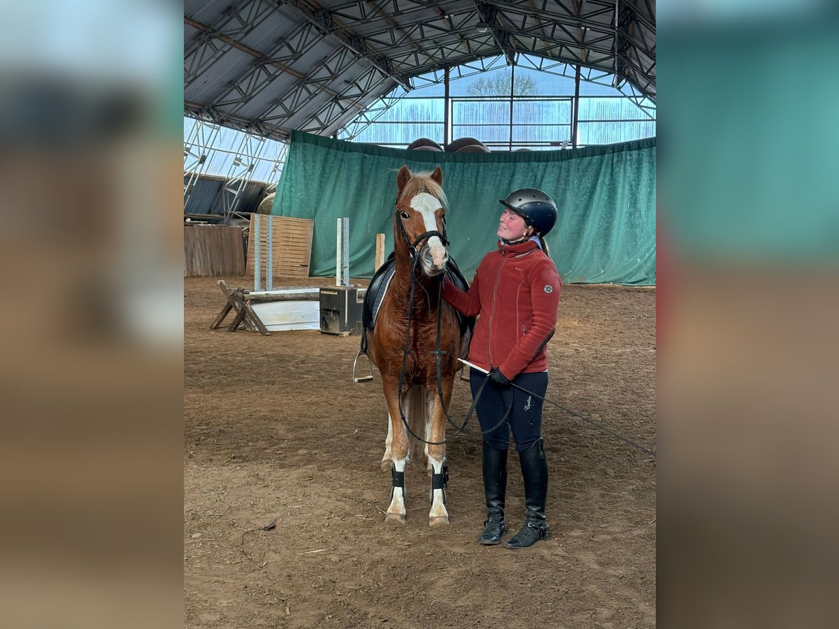 Galés-C Caballo castrado 3 años 140 cm Alazán in Schollene