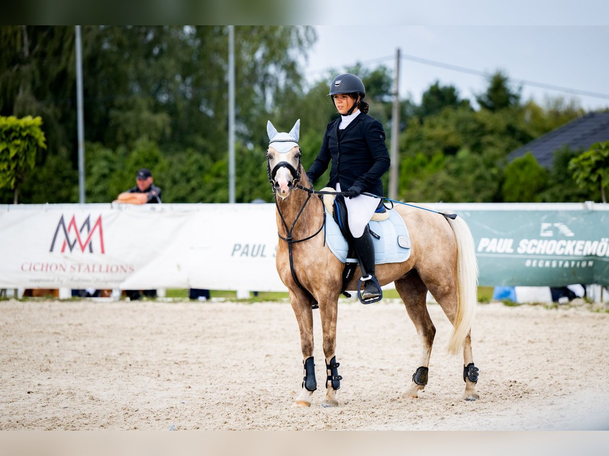 Galés-C Caballo castrado 5 años 136 cm Bayo in Pyrzowice