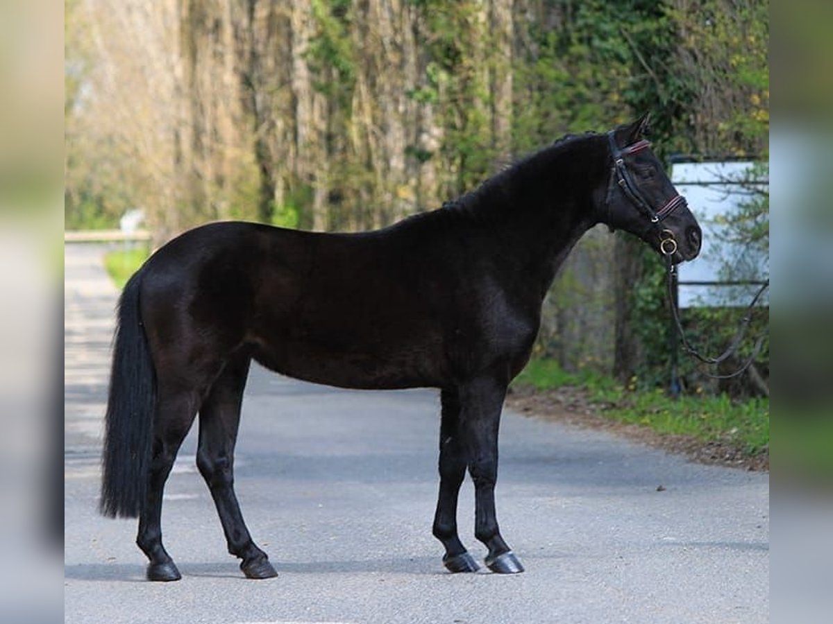 Galés-C Caballo castrado 6 años 138 cm Negro in Königsdorf