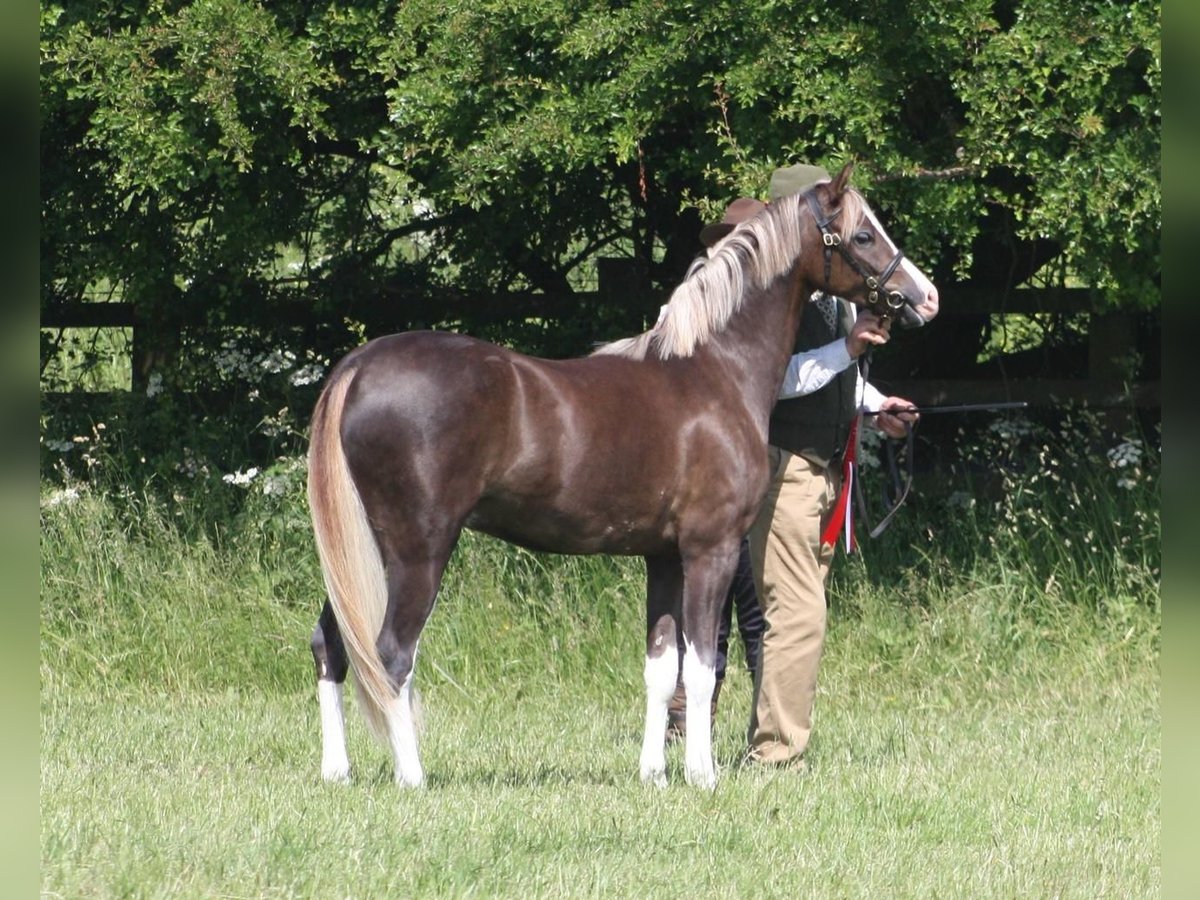 Galés-C Caballo castrado 8 años 138 cm Alazán rojizo in Vilaplana