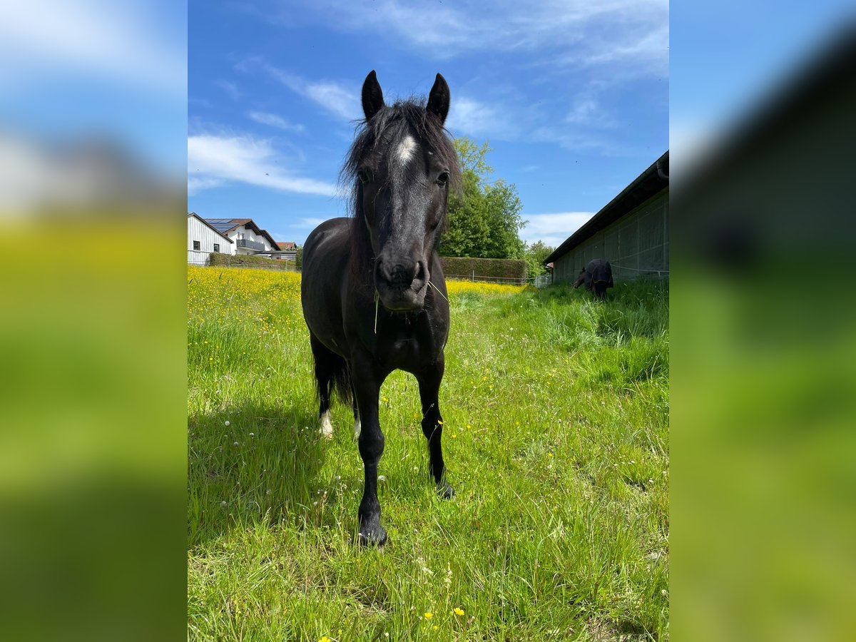 Galés-C Caballo castrado 9 años 134 cm Negro in Falkenberg