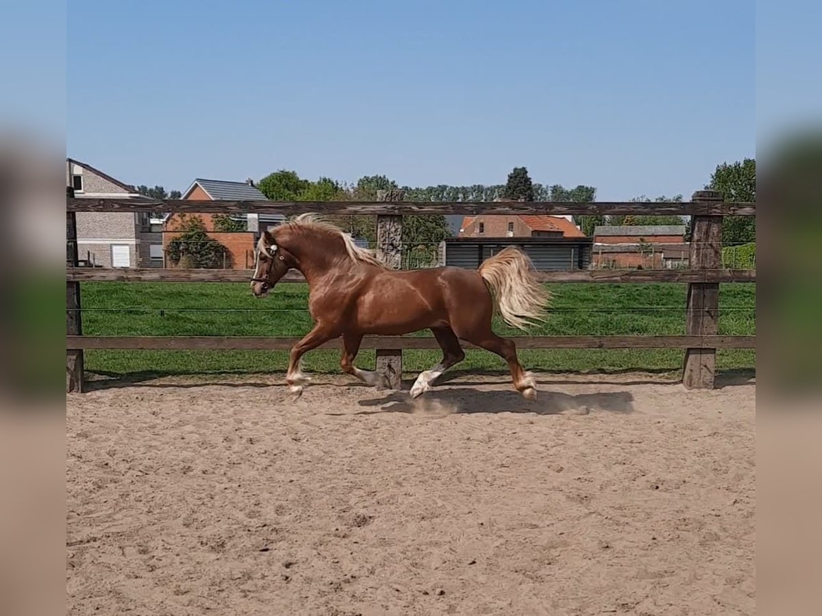 Galés-C Semental 15 años 137 cm Alazán in Puurs