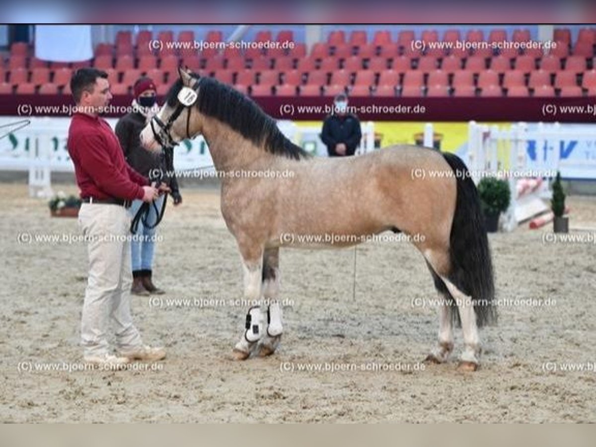 Galés-C Semental 8 años 132 cm Buckskin/Bayo in Oldsum auf Föhr