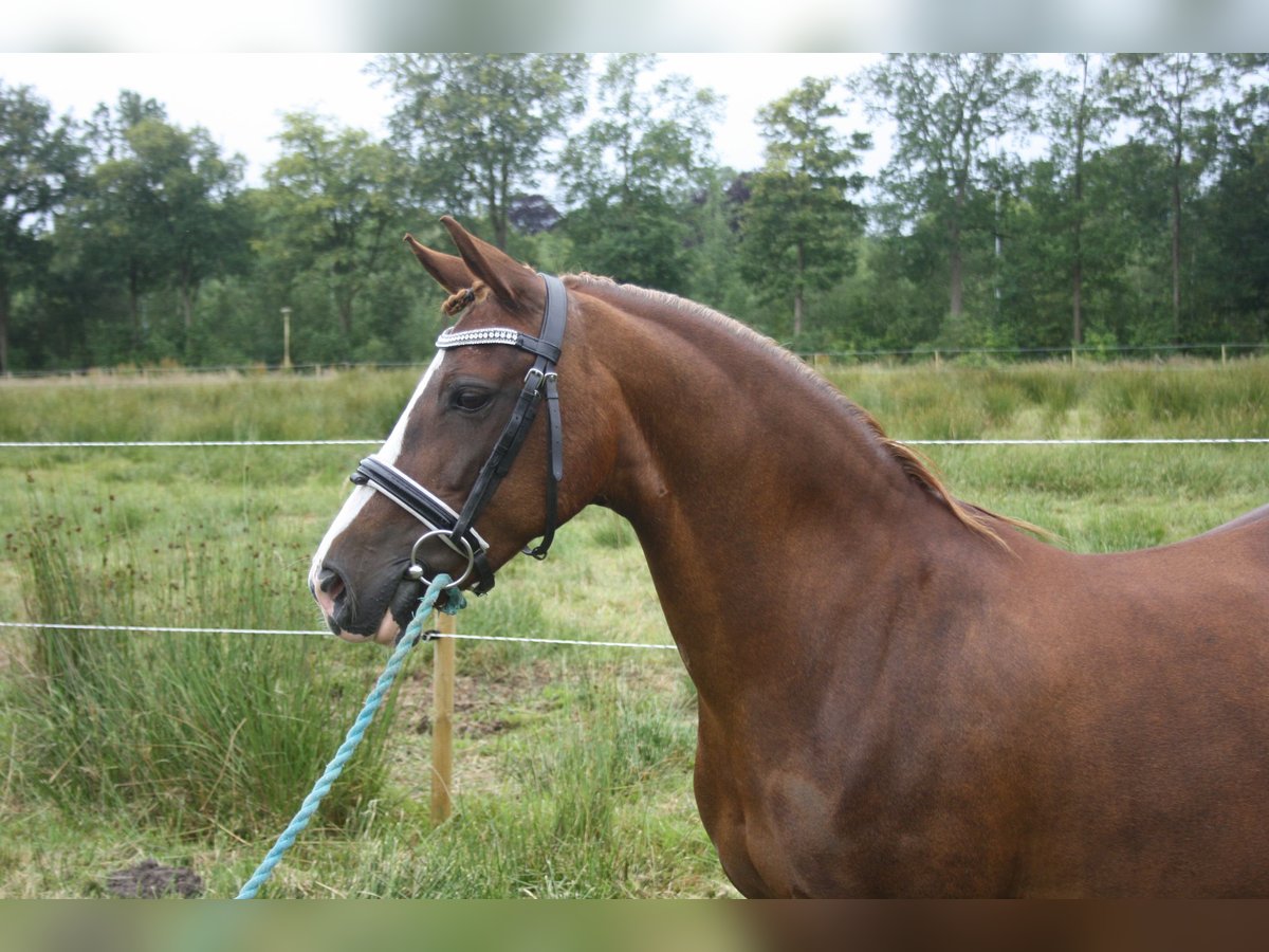 Galés-C Yegua 14 años 128 cm Alazán in Heerenveen