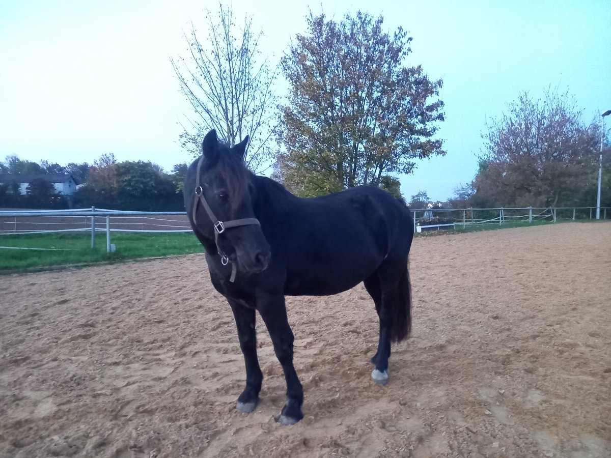 Galés-C Mestizo Yegua 22 años 148 cm Negro in Ludwigsburg