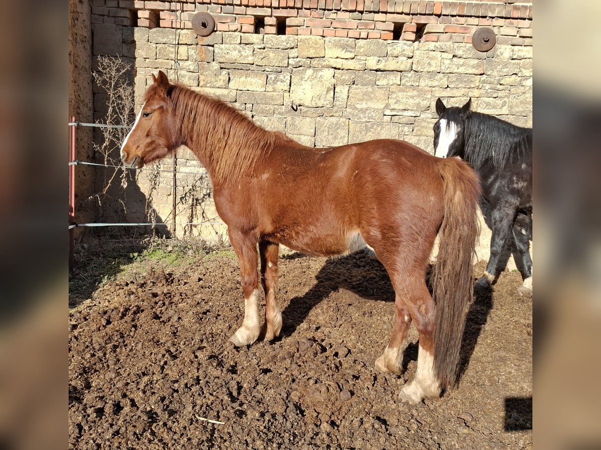 Galés-C Yegua 2 años 137 cm Alazán in Freyburg