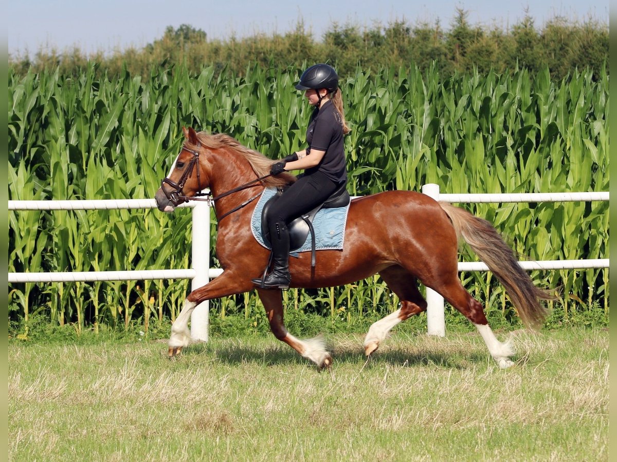 Galés-C Yegua 3 años 140 cm Alazán in Wildeshausen