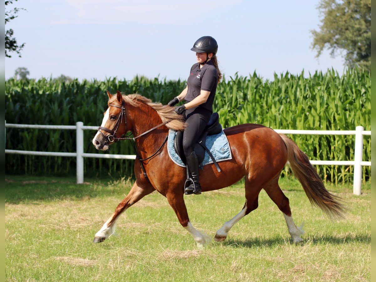 Galés-C Yegua 3 años 140 cm Alazán in Wildeshausen