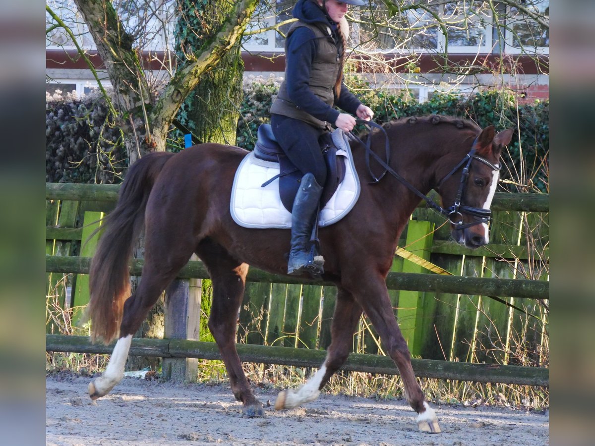 Galés-C Yegua 4 años 145 cm Alazán-tostado in Dorsten