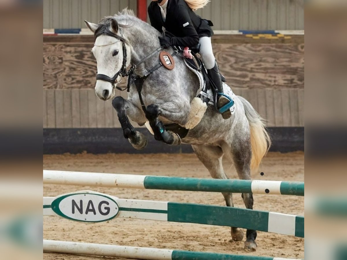 Galés-C Yegua 8 años 137 cm Tordo in Aubagne