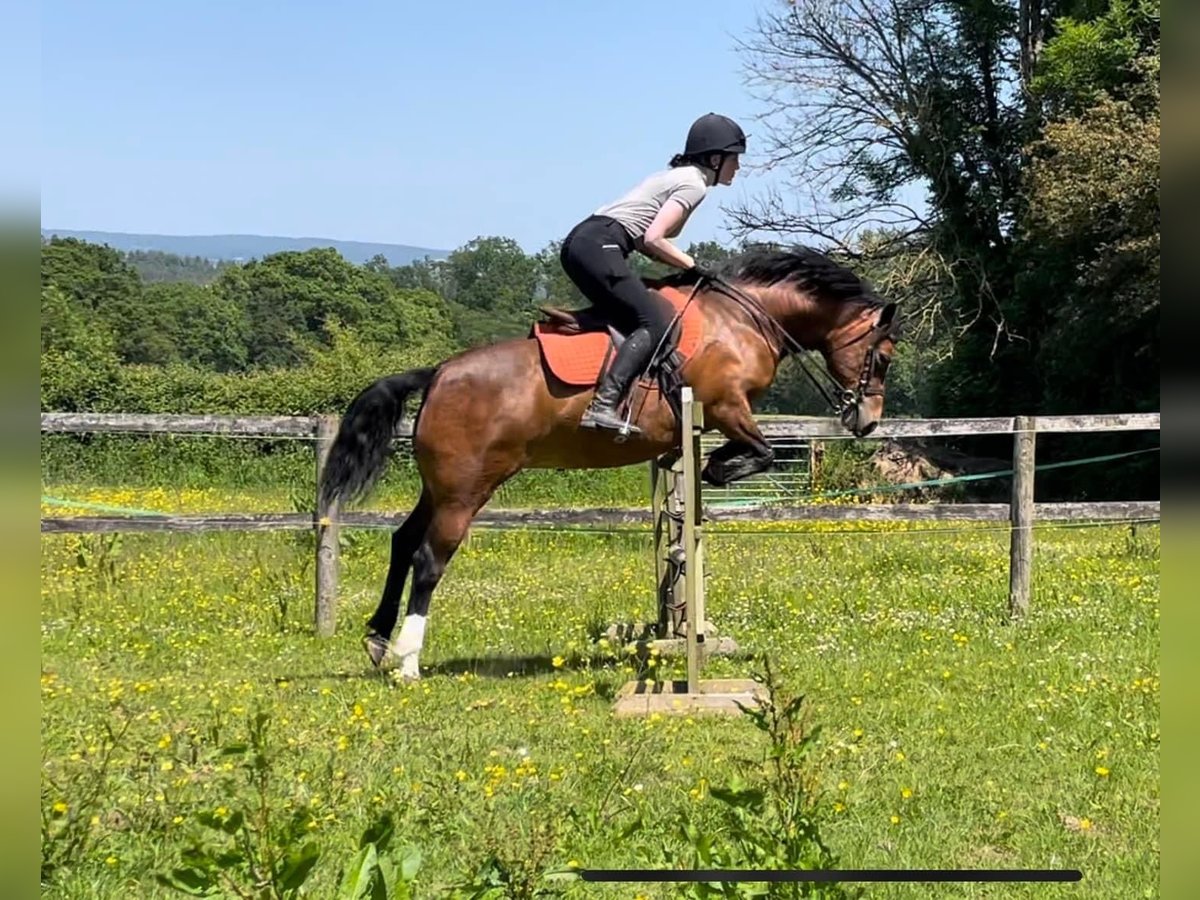 Galés-C Yegua 9 años 132 cm Castaño rojizo in Devon