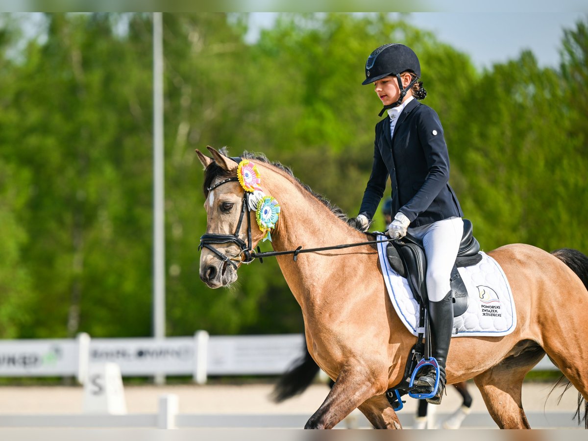 Galés-D Caballo castrado 10 años 146 cm Castaño claro in Gdańsk