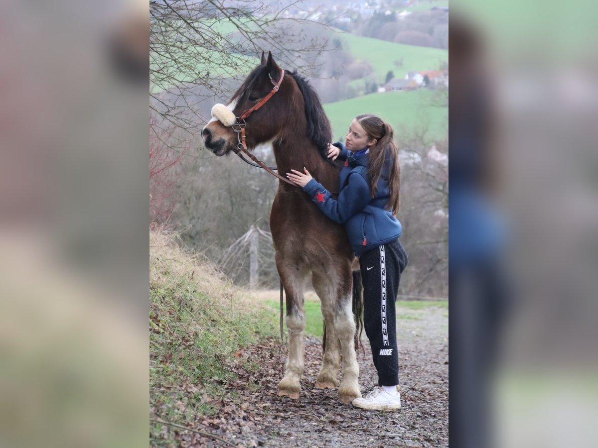 Galés-D Caballo castrado 10 años 148 cm Castaño-ruano in Breckerfeld