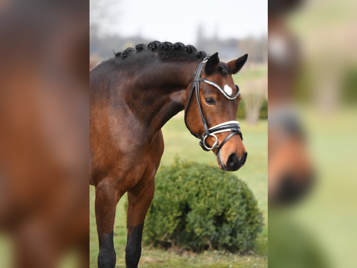 Galés-D Caballo castrado 10 años 156 cm Castaño in Rhede