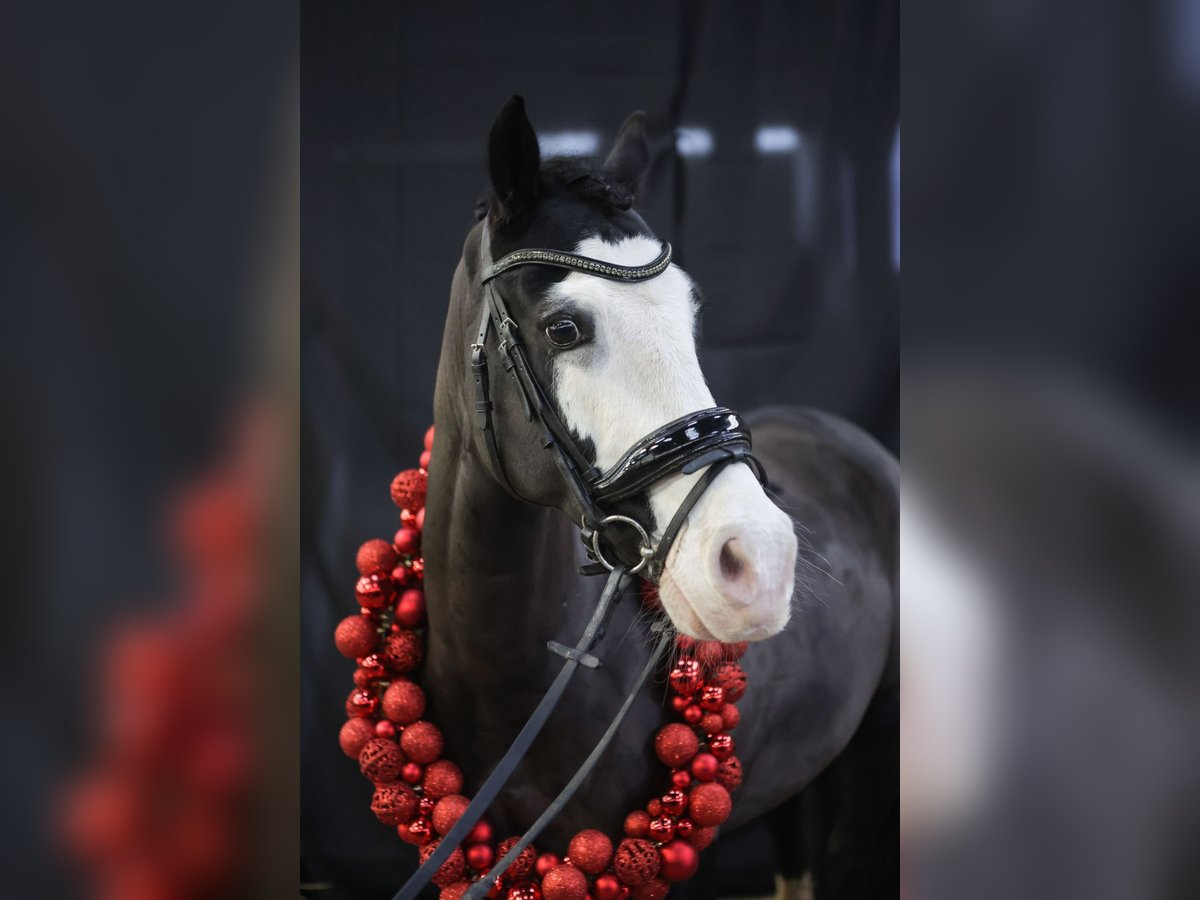 Galés-D Caballo castrado 11 años 140 cm Negro in S&#xF6;rup