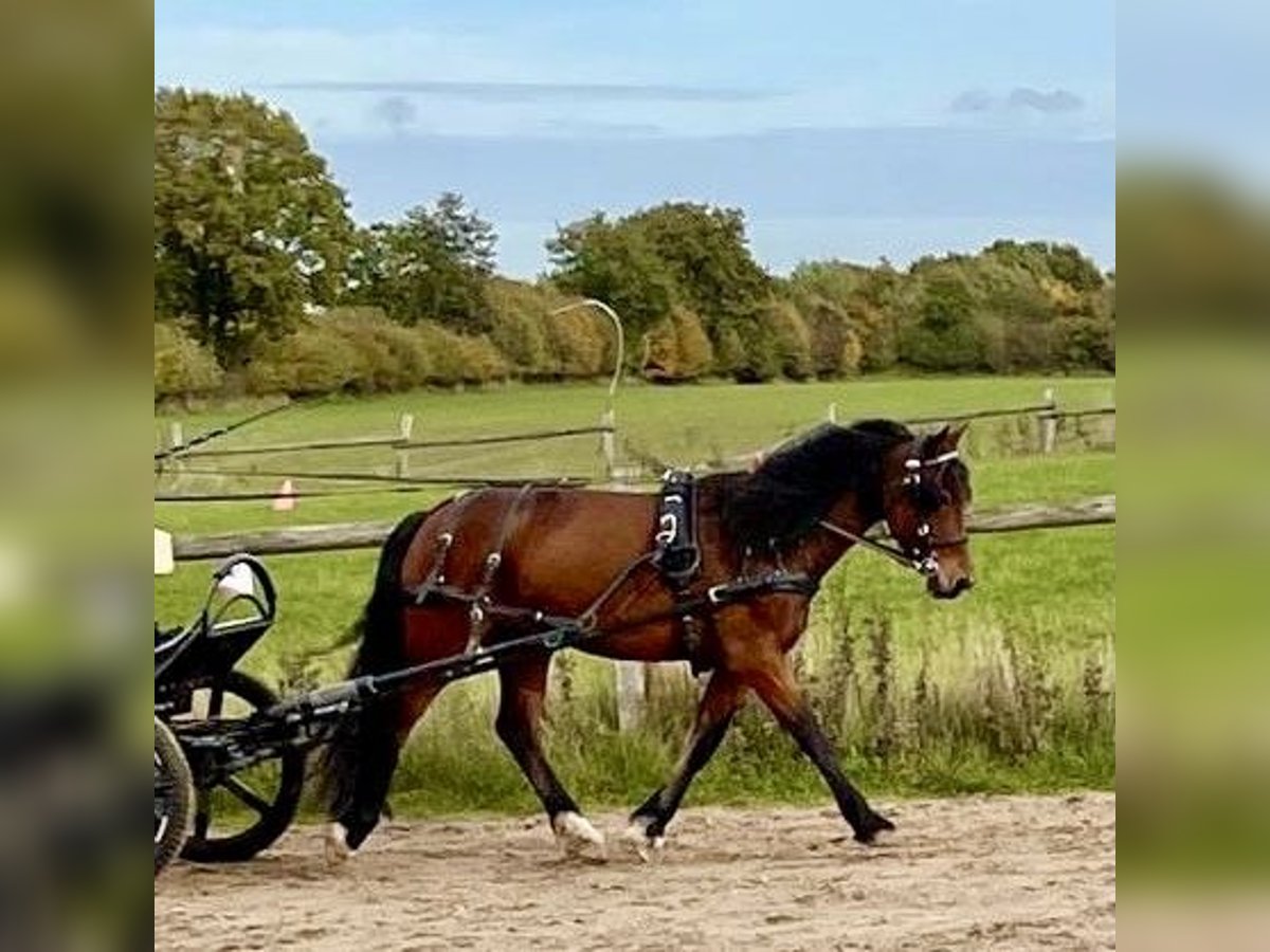 Galés-D Caballo castrado 11 años 151 cm Castaño in Bargfeld-Stegen