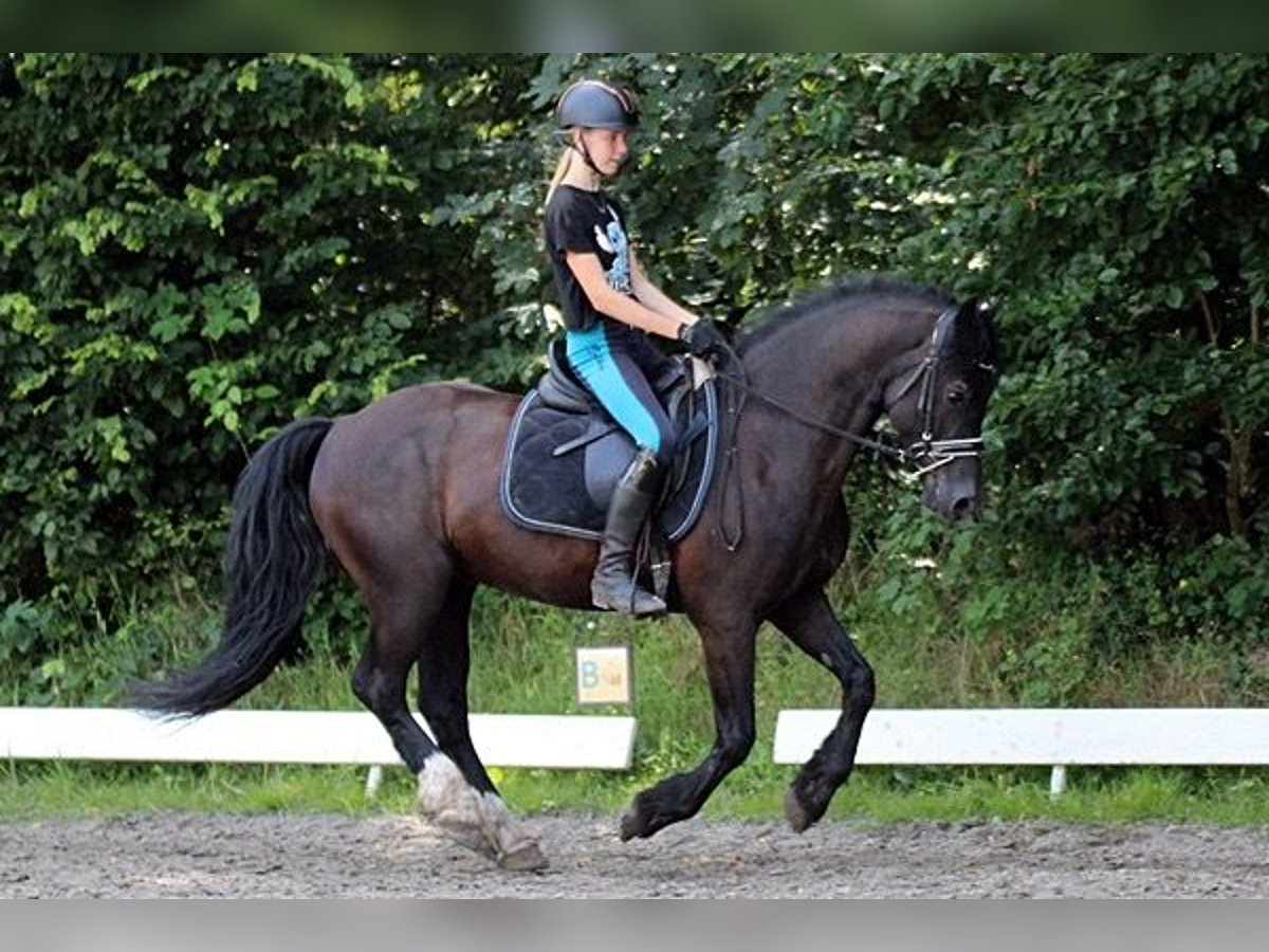 Galés-D Caballo castrado 12 años 147 cm Negro in Neumünster