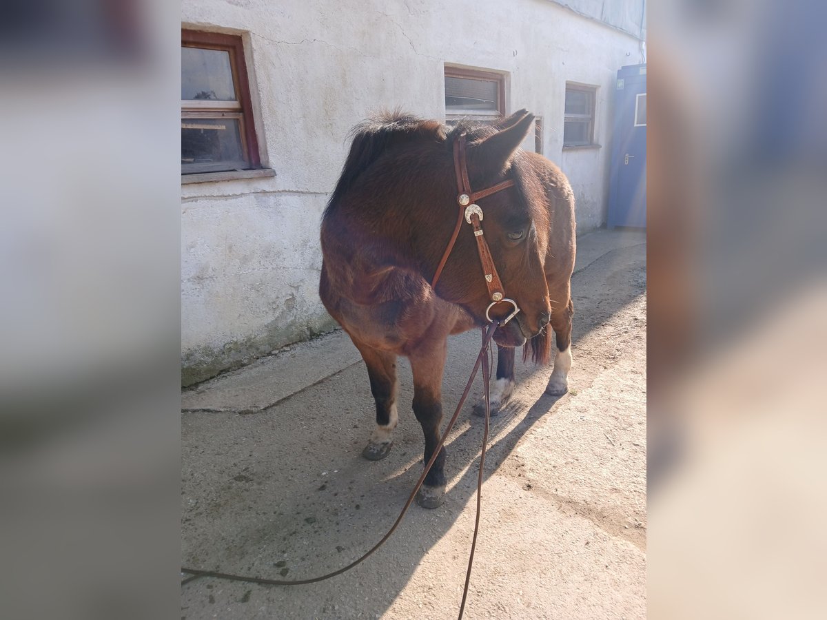 Galés-D Mestizo Caballo castrado 22 años 150 cm in Waging am See