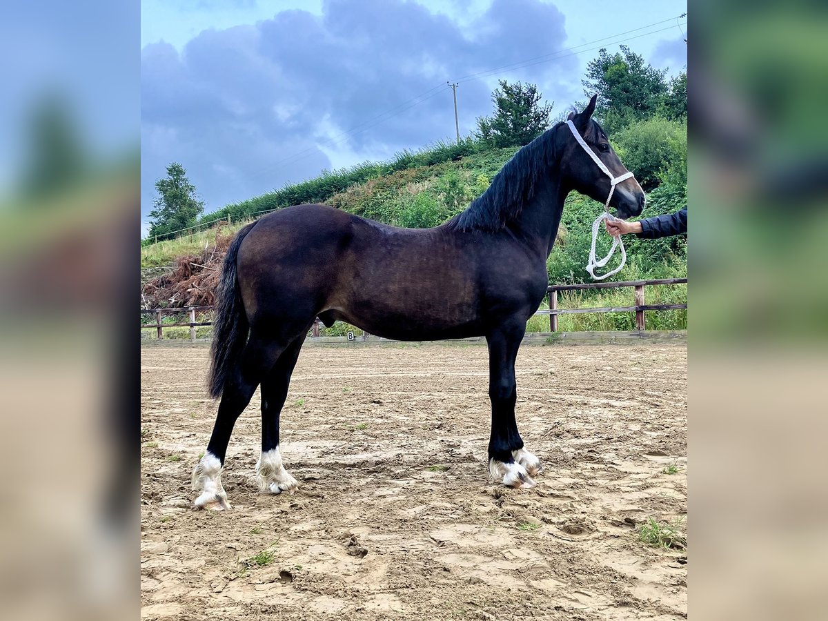 Galés-D Caballo castrado 2 años 152 cm Castaño oscuro in Ceredigion