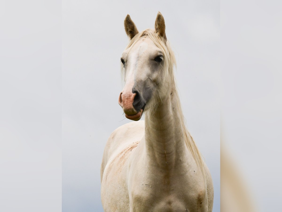 Galés-D Caballo castrado 2 años Palomino in Langenselbold