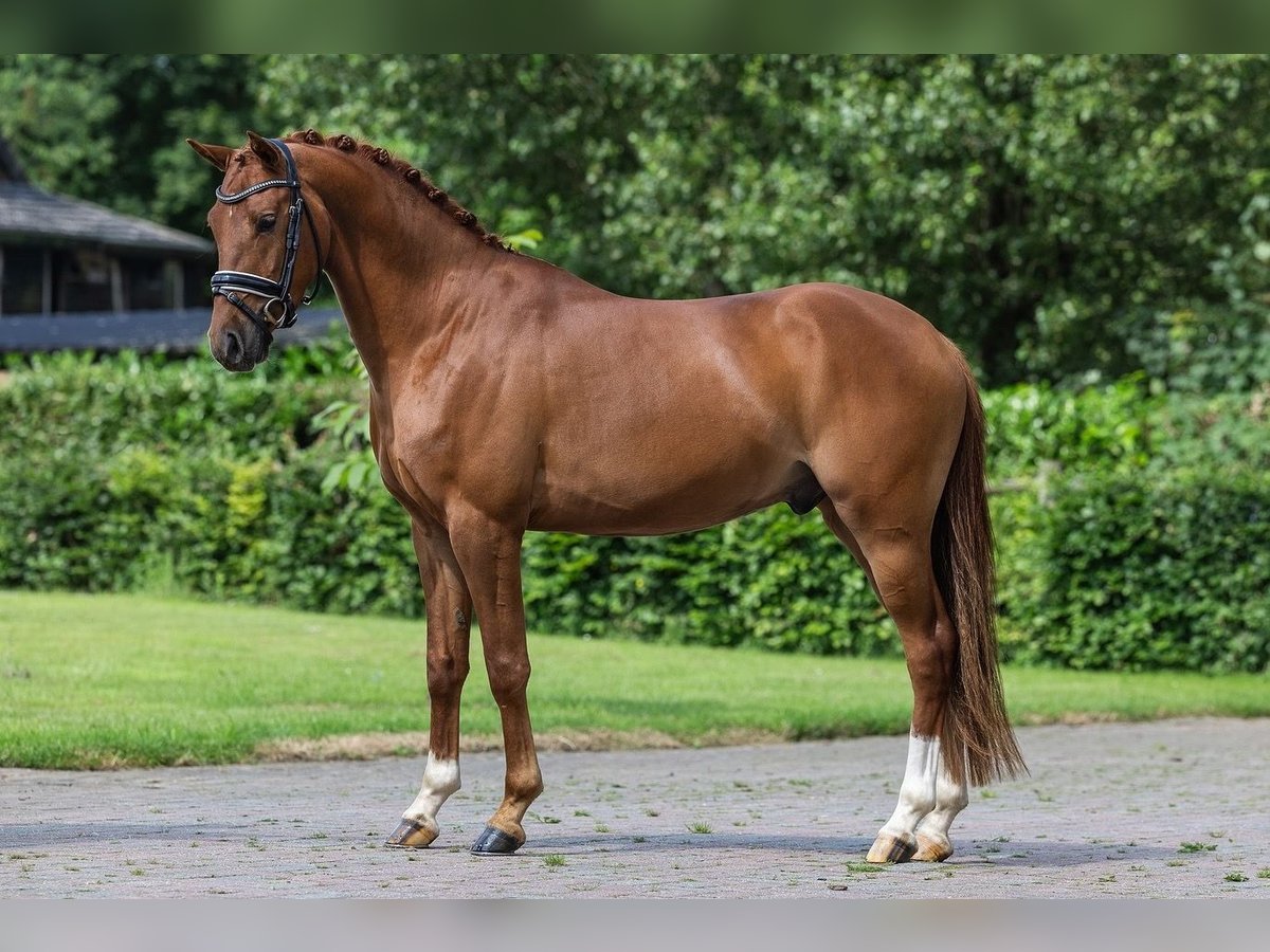 Galés-D Caballo castrado 3 años 146 cm Alazán in Neer