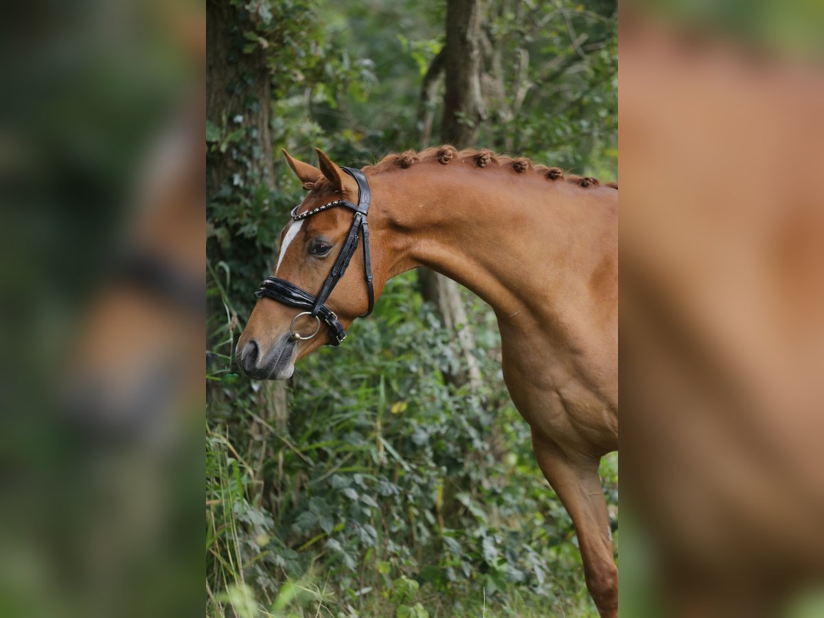 Galés-D Caballo castrado 3 años 147 cm Alazán in Heemskerk