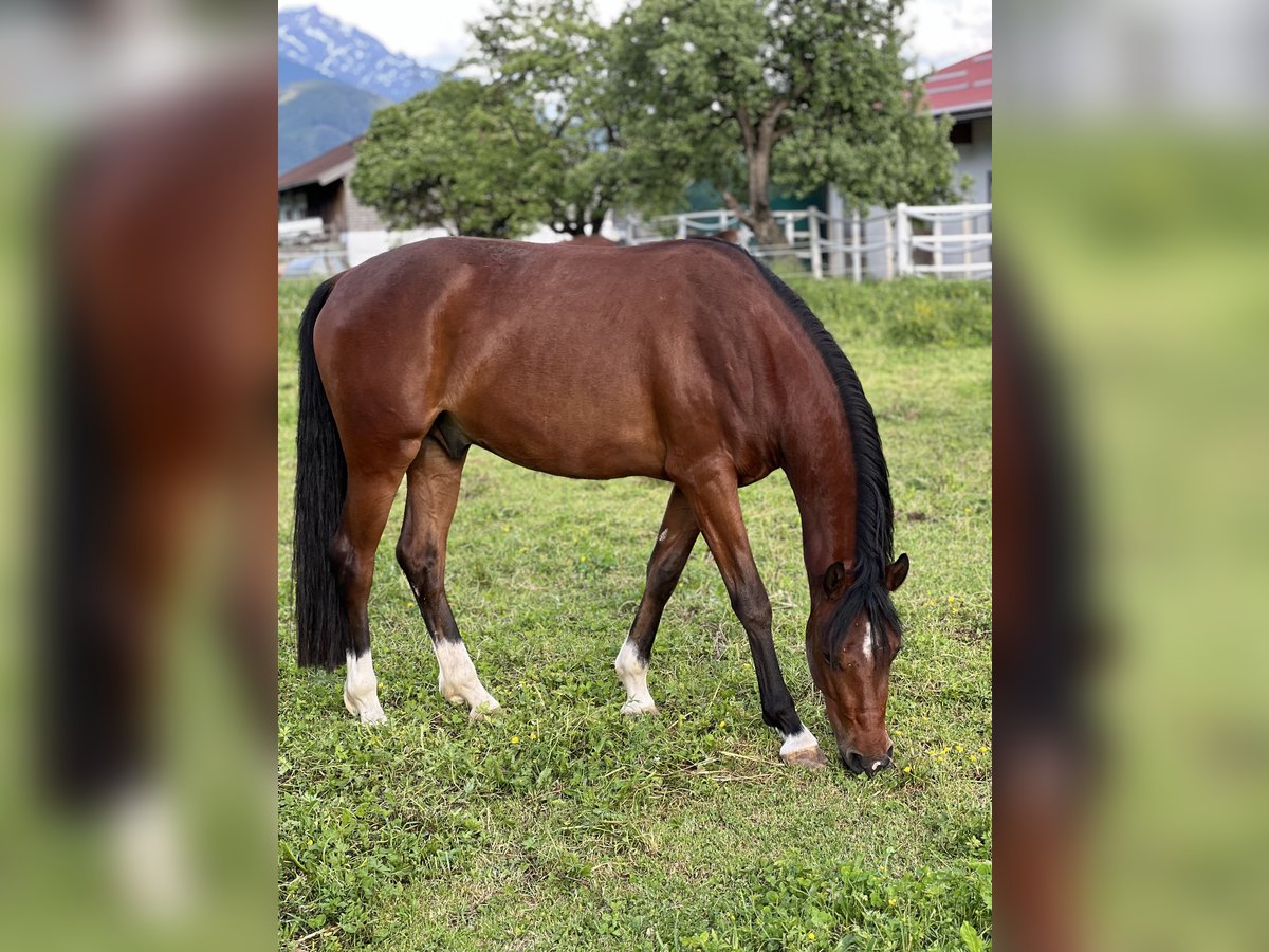 Galés-D Caballo castrado 3 años 153 cm Castaño in Leogang