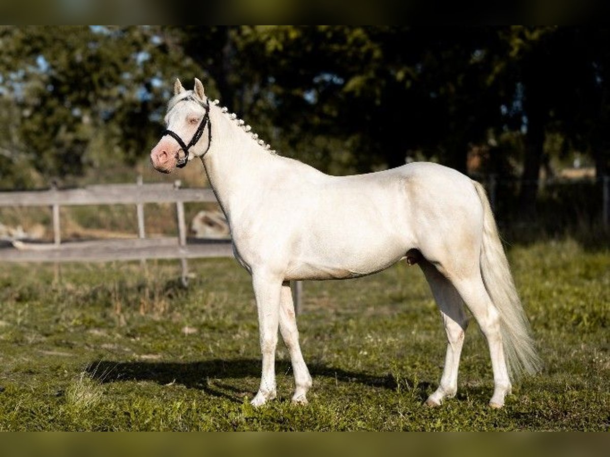 Galés-D Caballo castrado 4 años 140 cm Cremello in Stęszew