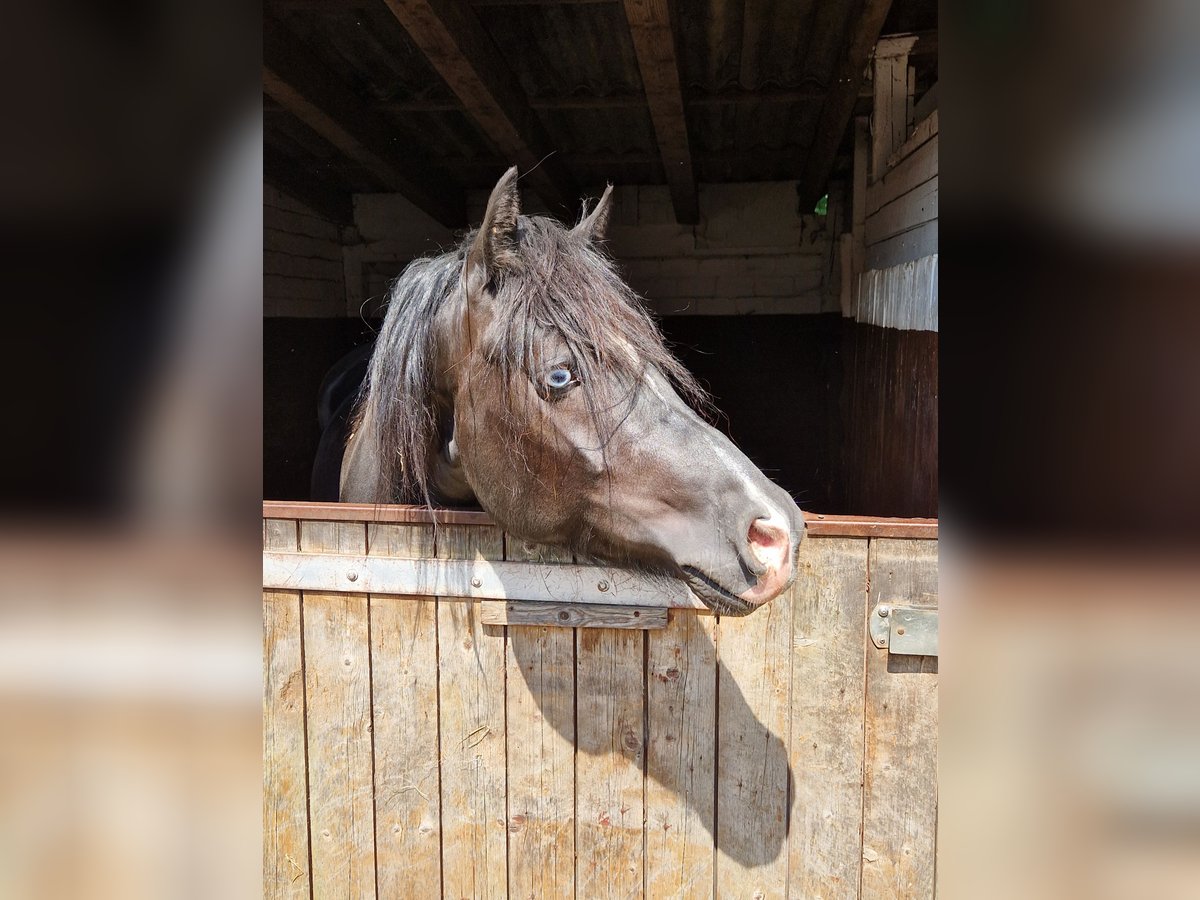 Galés-D Caballo castrado 4 años 145 cm Negro in Neumünster