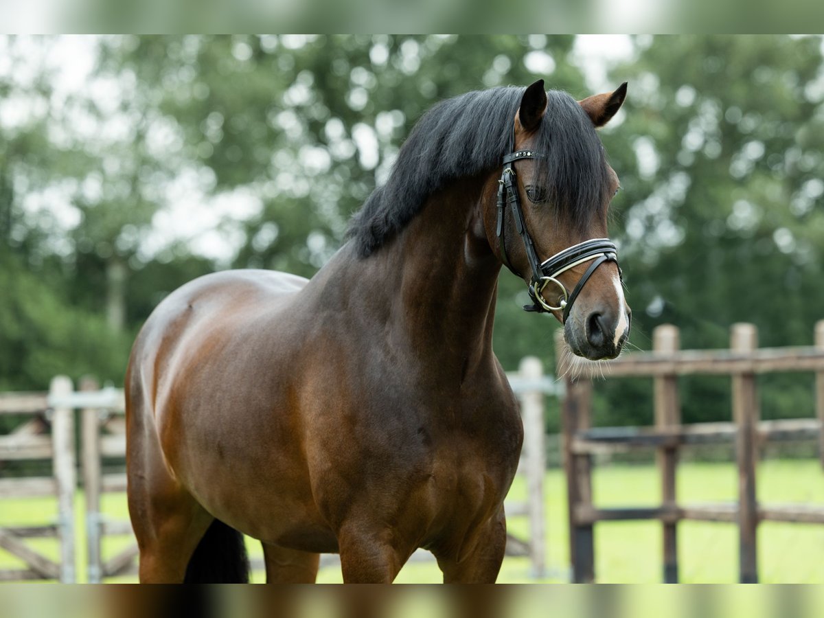 Galés-D Caballo castrado 4 años 146 cm Castaño in Veghel