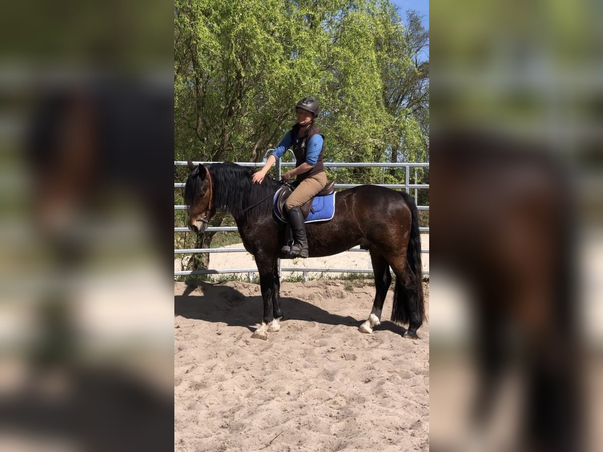 Galés-D Caballo castrado 4 años 150 cm Castaño in Gleichen