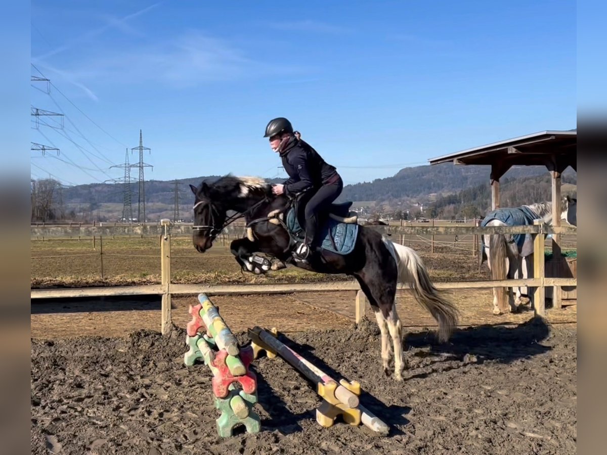 Galés-D Caballo castrado 5 años 138 cm Pío in Schlins