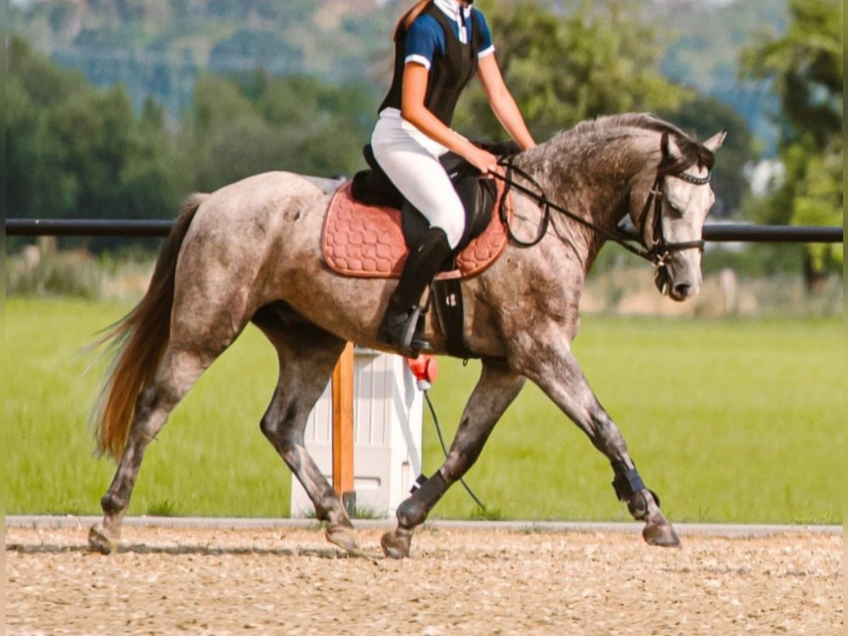 Galés-D Caballo castrado 5 años 144 cm Tordo in Wągrowiec