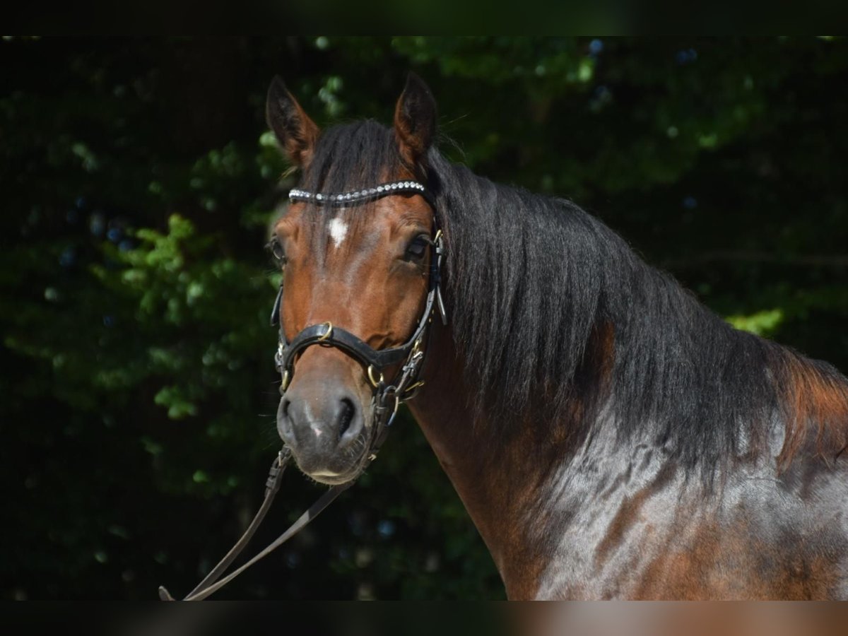 Galés-D Caballo castrado 5 años 147 cm Castaño in Schönborn