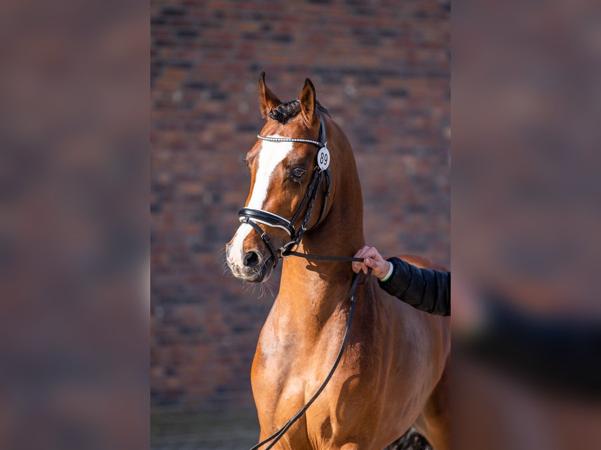 Galés-D Caballo castrado 5 años 148 cm Castaño in Zutphen