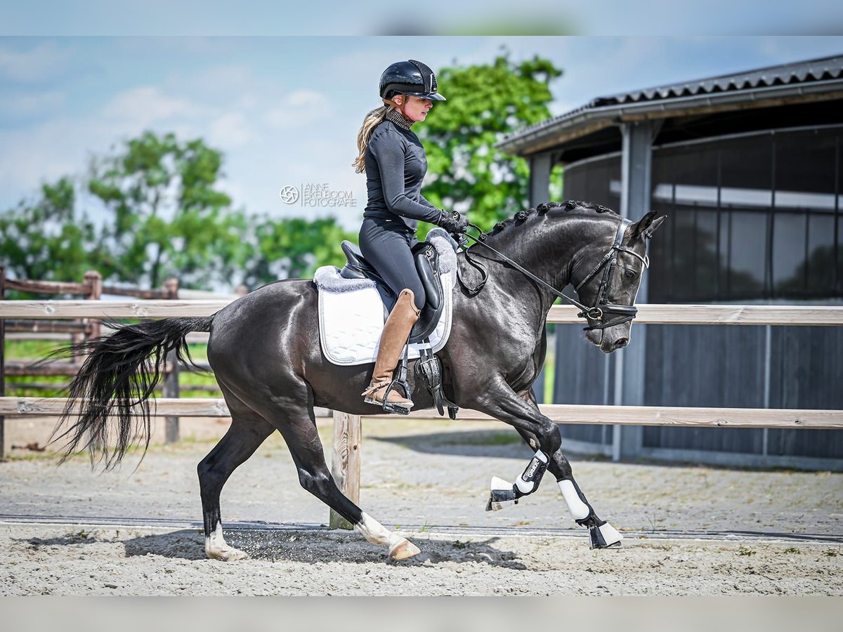 Galés-D Caballo castrado 5 años Negro in Hilvarenbeek