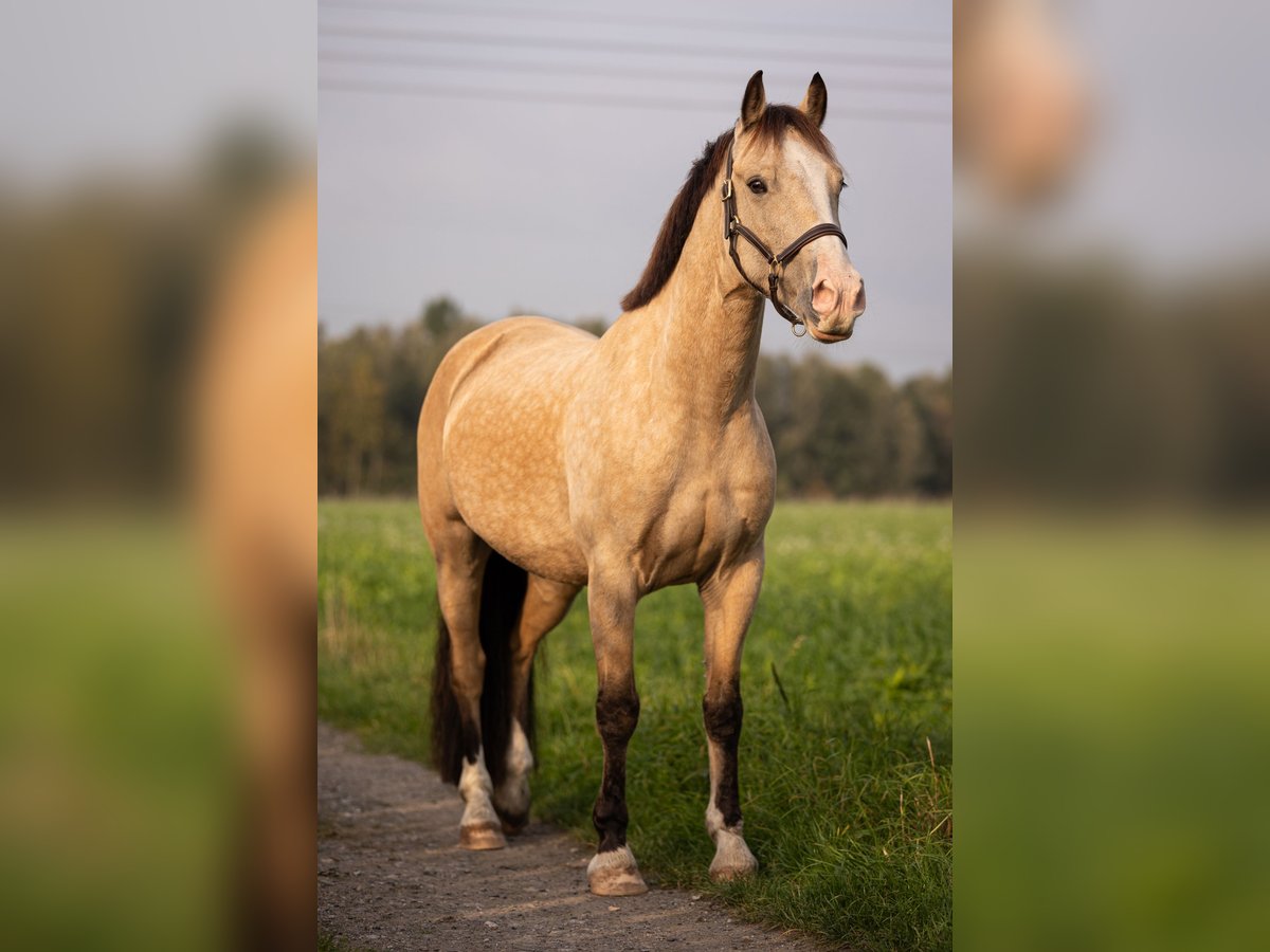 Galés-D Caballo castrado 6 años 146 cm Bayo in Gelsenkirchen