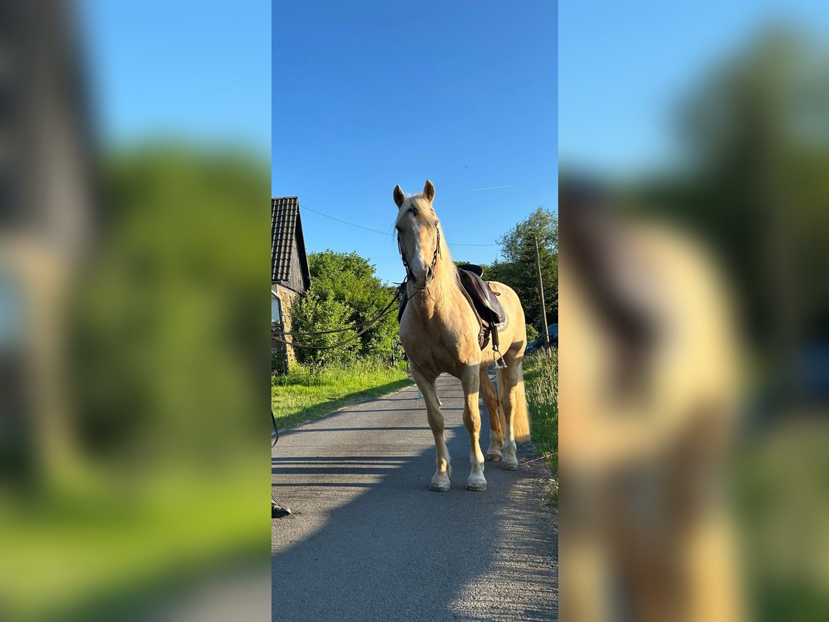 Galés-D Caballo castrado 9 años 150 cm Palomino in Eitorf