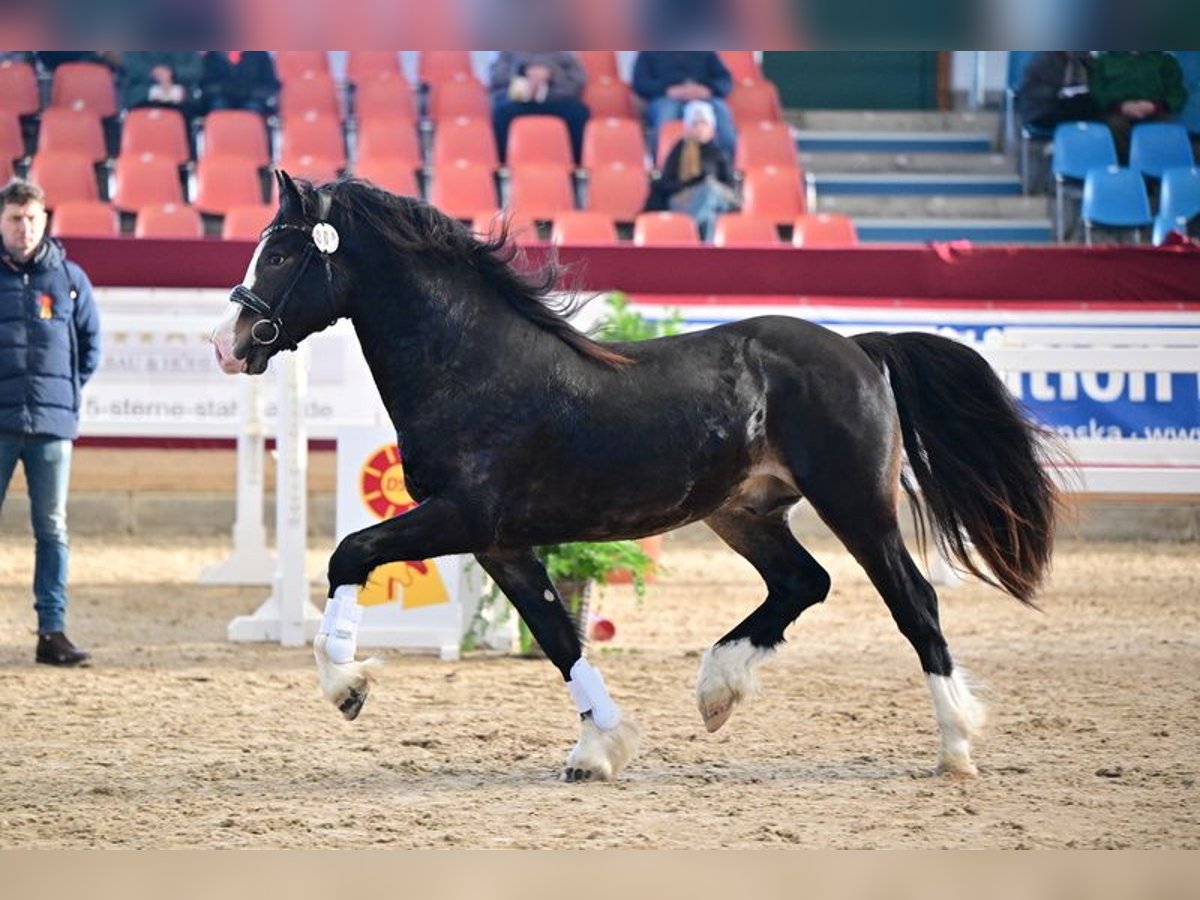 Galés-D Semental 3 años 147 cm Castaño oscuro in Wustermark