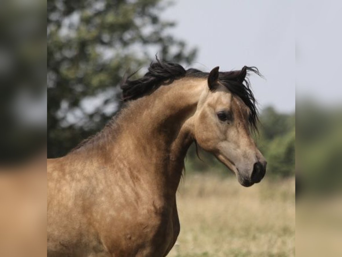 Galés-D Semental 4 años 152 cm Buckskin/Bayo in Ringsted