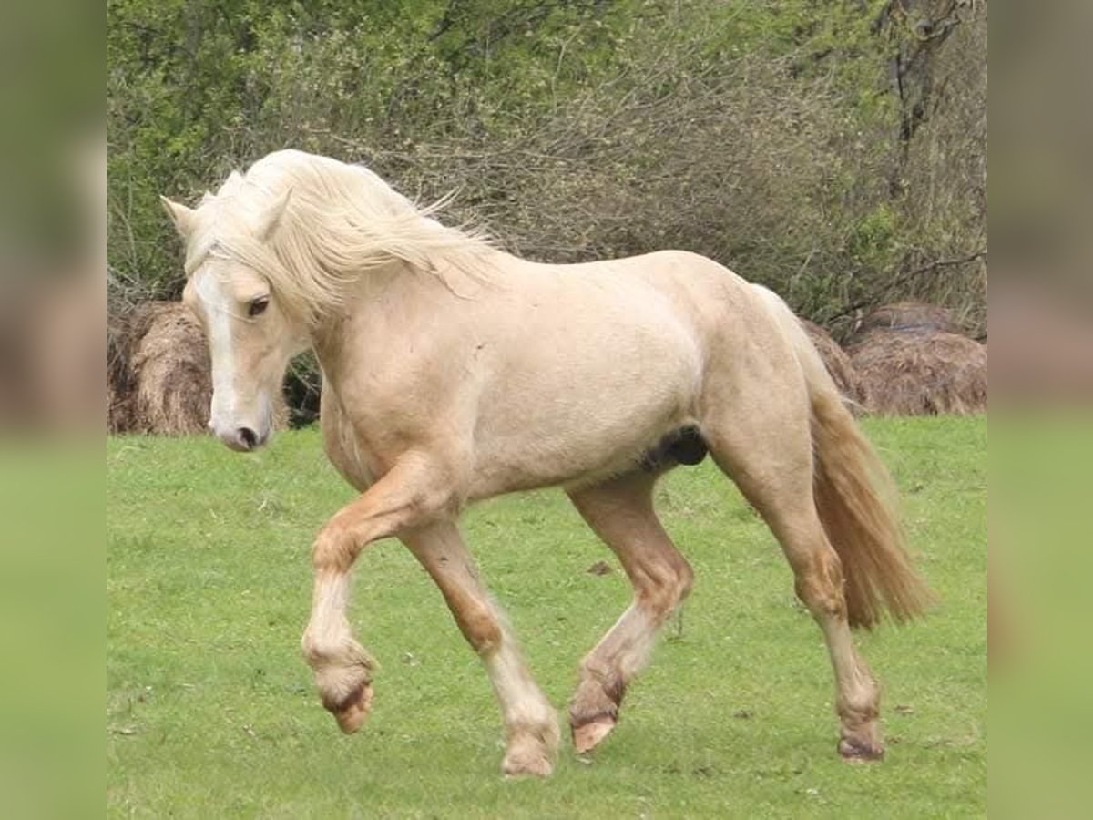 Galés-D Semental 4 años 153 cm Palomino in Rezekne