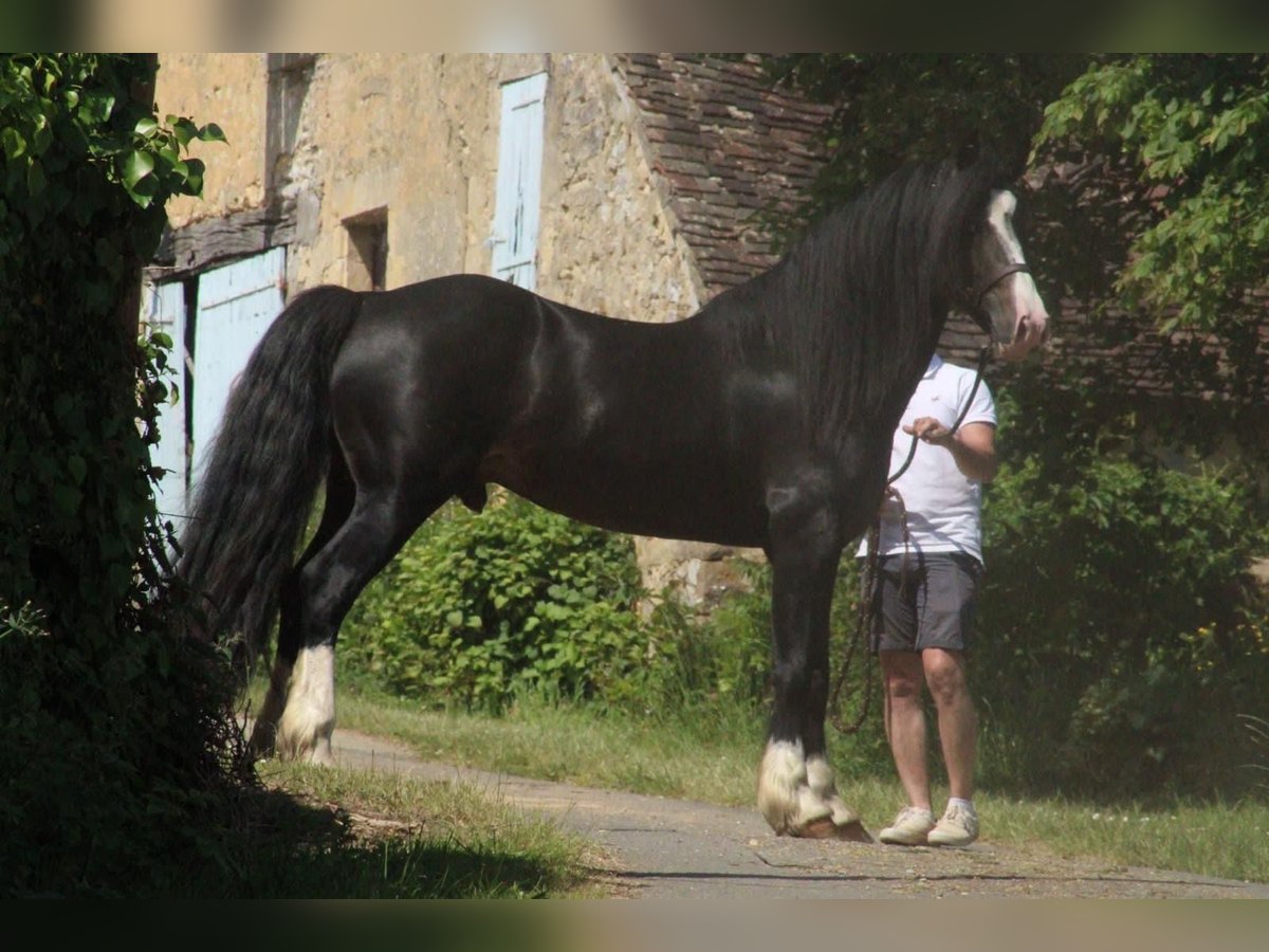 Galés-D Semental 6 años 162 cm Negro in Le Cannet