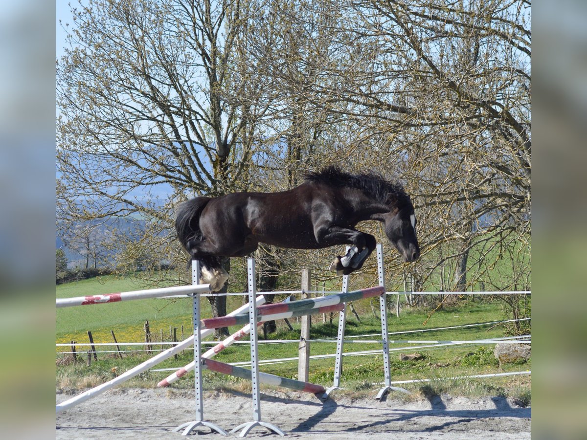 Galés-D Semental 8 años 147 cm Negro in Saint-just-en-chevalet