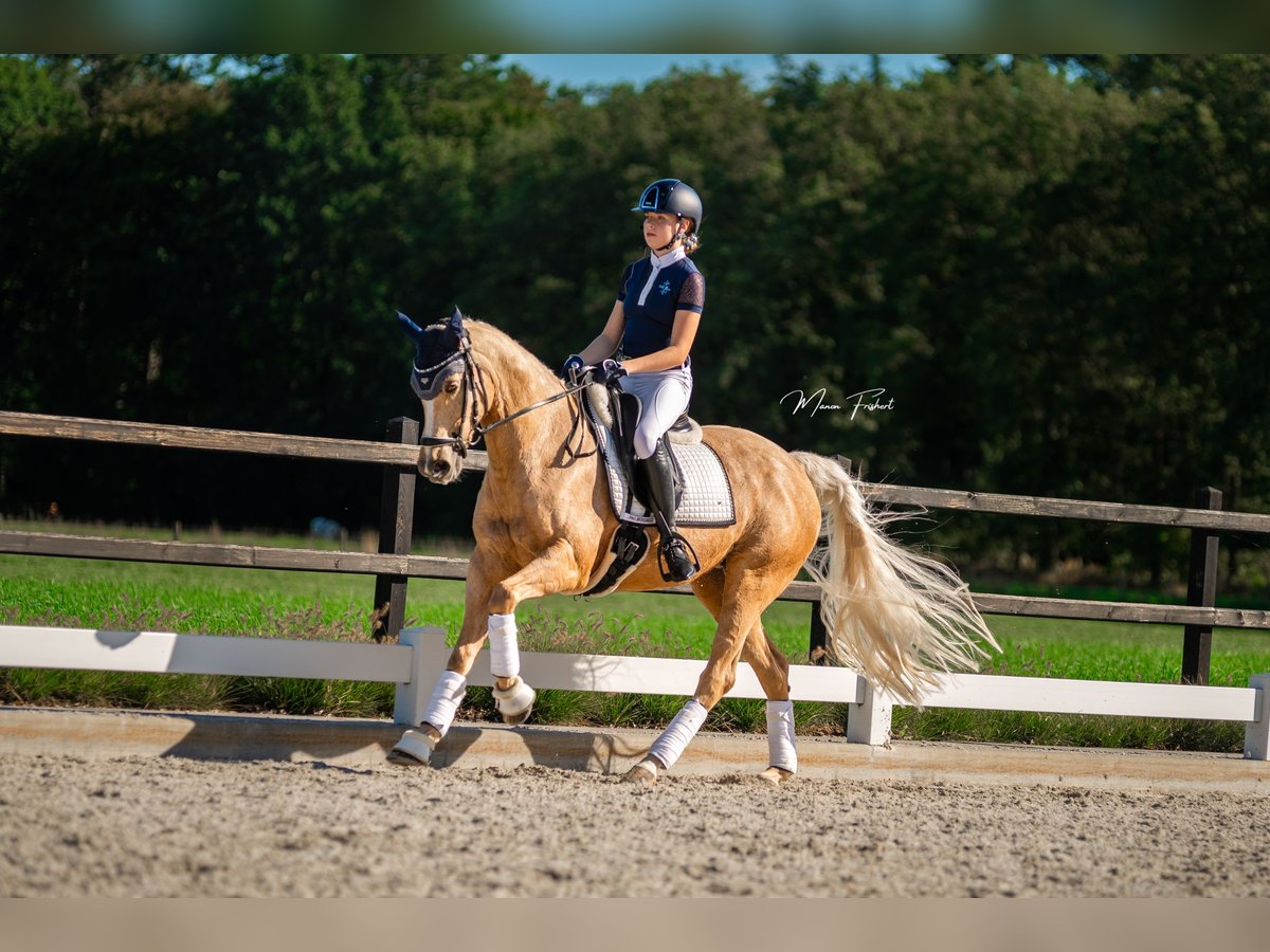 Galés-D Yegua 17 años 148 cm Palomino in Huissen