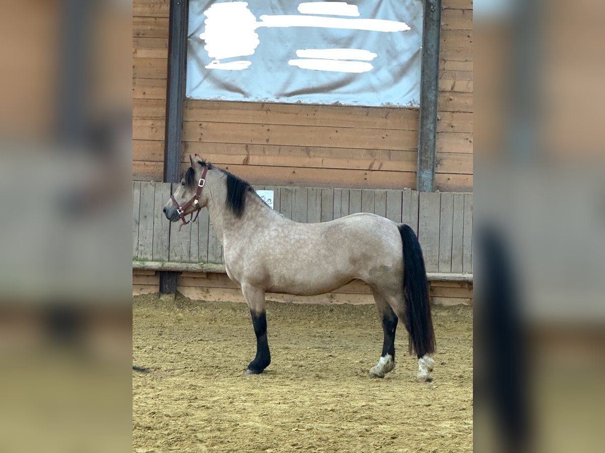 Galés-D Yegua 6 años 148 cm Buckskin/Bayo in Lindlar