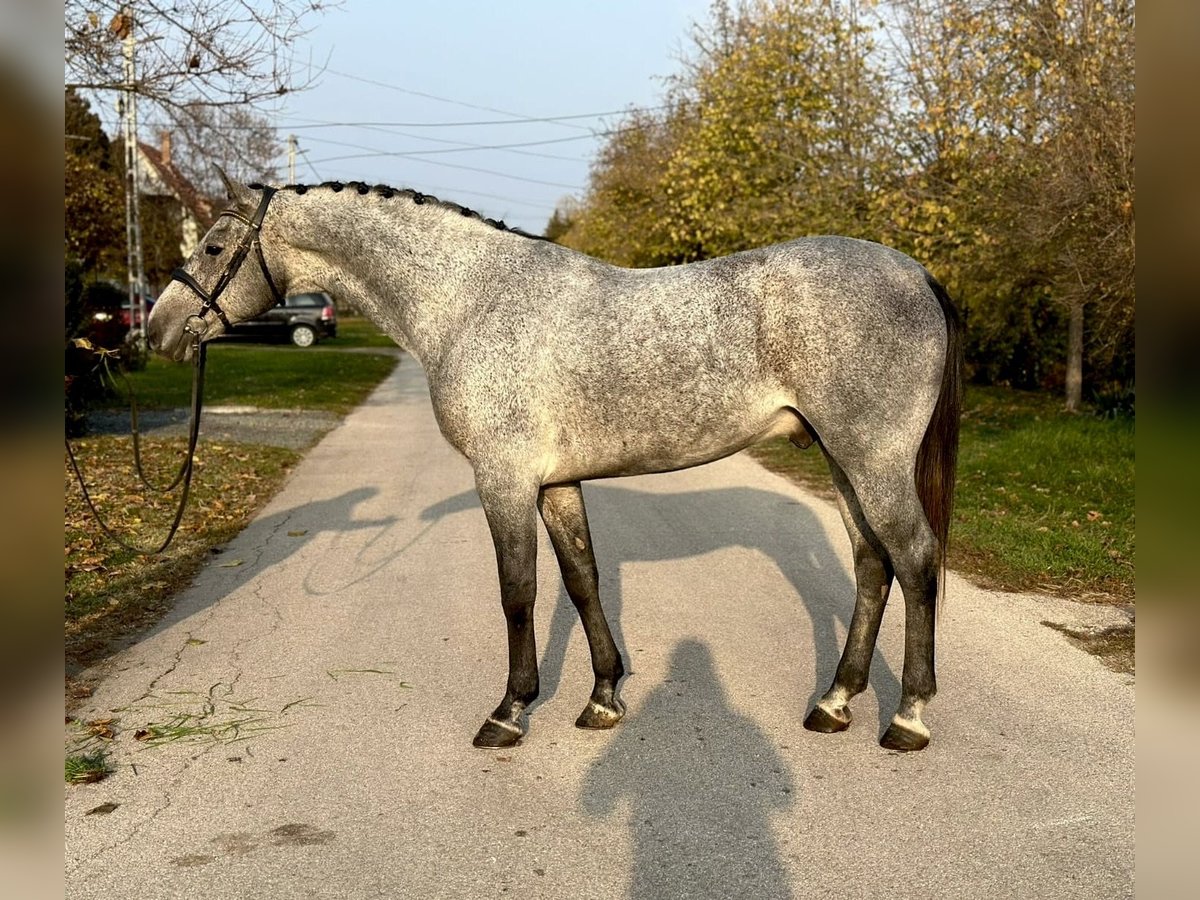 Galés-D Yegua 6 años 150 cm Negro in Gödöllő