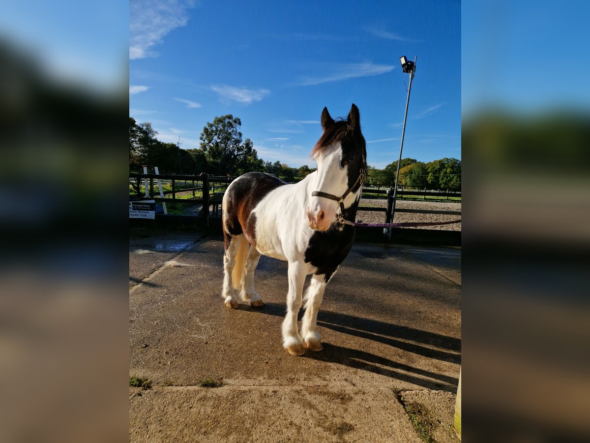 Galés-PB Caballo castrado 12 años 152 cm Atigrado/Moteado in Essex