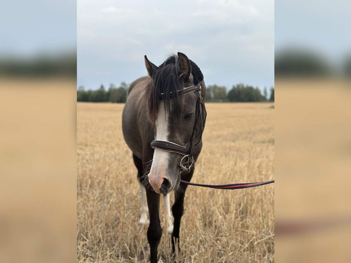 Galés-PB Caballo castrado 3 años 136 cm Tordo in Enköping