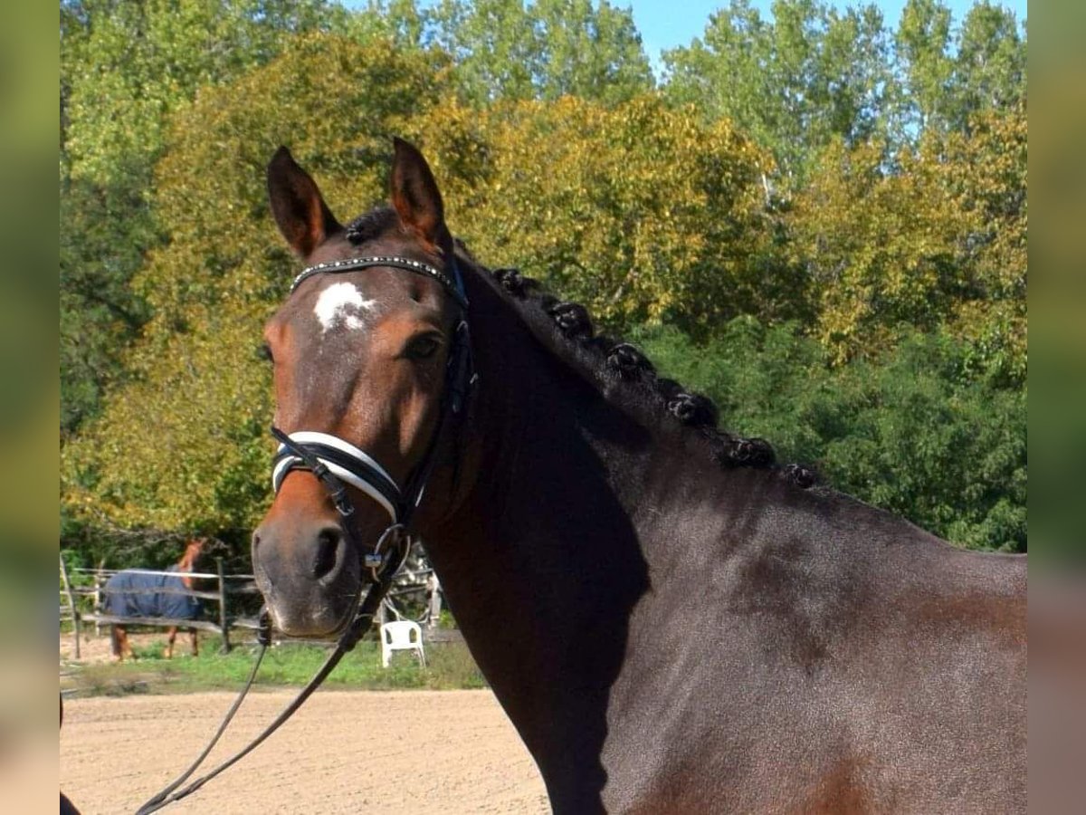 Galés-PB Caballo castrado 3 años 144 cm Castaño rojizo in Örkény