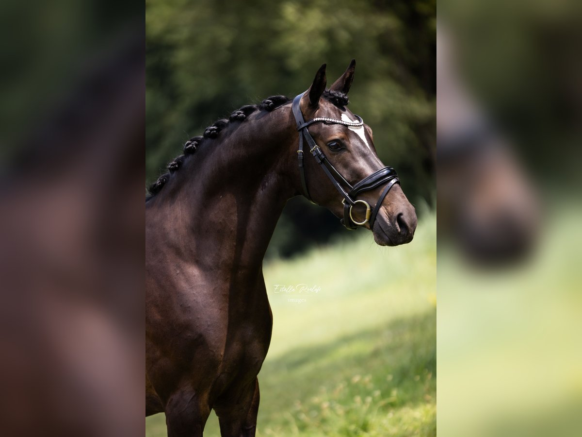 Galés-PB Caballo castrado 3 años 151 cm Morcillo in Didam